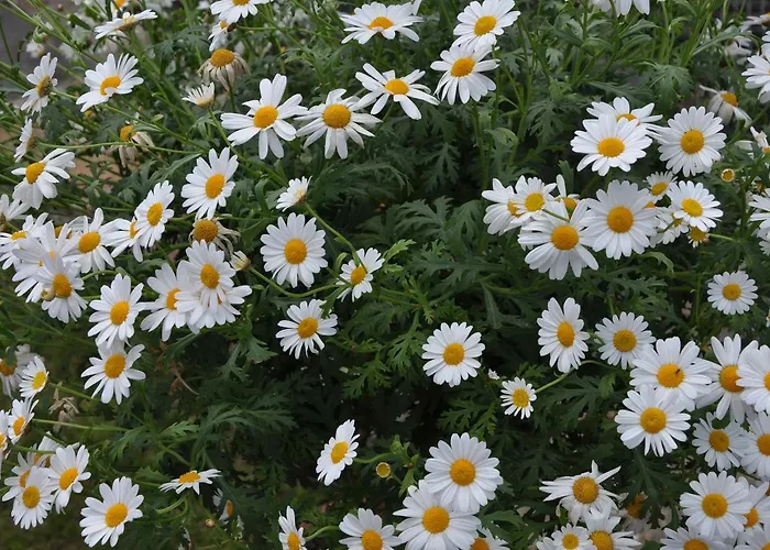 אורחן Gasthaus Strohe 3*